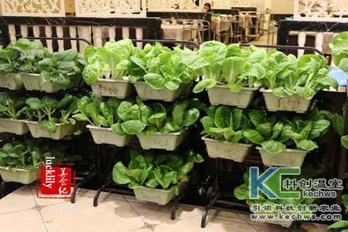 無土栽培，無土栽培技術，無土栽培設備