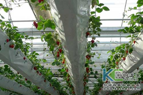無土栽培，無土栽培技術，無土栽培設備