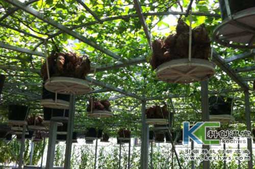 無土栽培，無土栽培技術，無土栽培設備