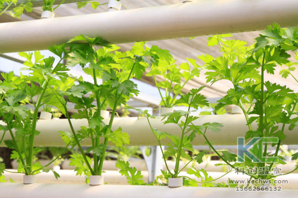 無土栽培，無土栽培技術，無土栽培設備