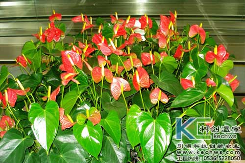 無土栽培，無土栽培技術(shù)，無土栽培設(shè)備