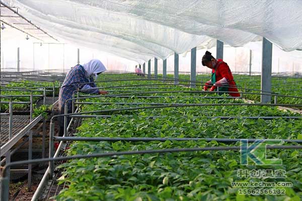 無土栽培，無土栽培技術