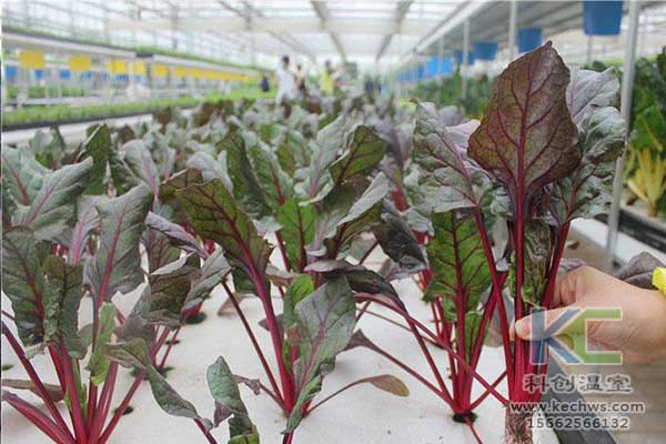 無土栽培，無土栽培技術(shù)，無土栽培設(shè)備