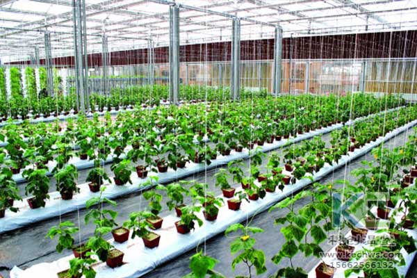 無土栽培，無土栽培技術(shù)，無土栽培設(shè)備