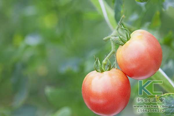 無土栽培，無土栽培技術(shù)