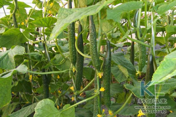 無土栽培，無土栽培技術