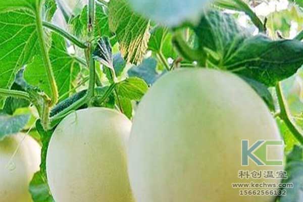 無土栽培，無土栽培技術，無土栽培設備