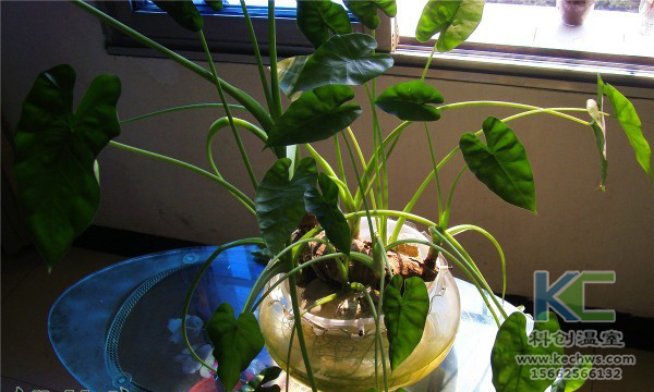 無(wú)土栽培，無(wú)土栽培技術(shù)，無(wú)土栽培設(shè)備