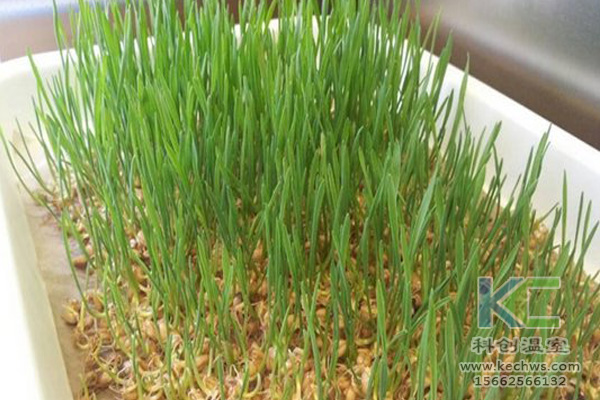 無土栽培技術(shù)，無土栽培設(shè)備，無土栽培，溫室大棚