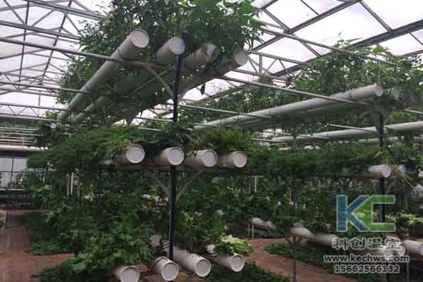 無土栽培技術,無土栽培設備,無土栽培,溫室大棚