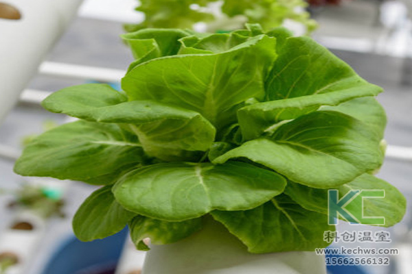 無土栽培，無土栽培技術，無土栽培設備