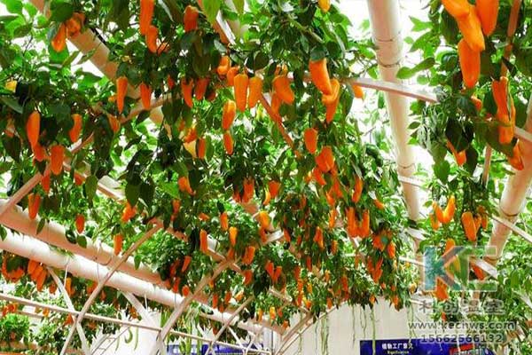 無土栽培，無土栽培技術(shù)，無土栽培設(shè)備