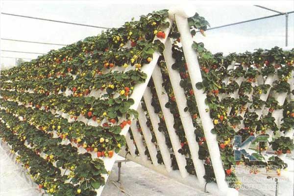 無(wú)土栽培，無(wú)土栽培技術(shù)