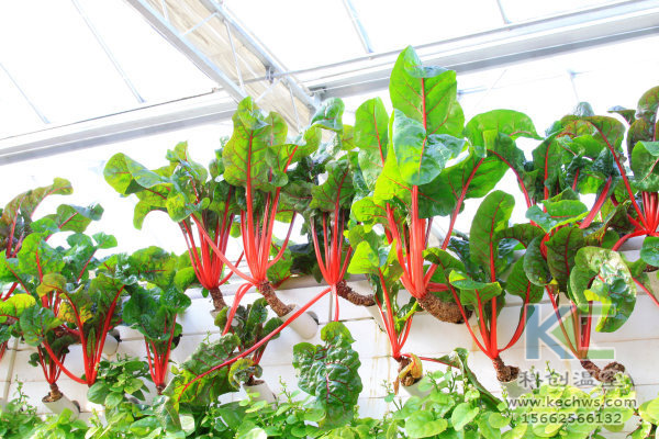 溫室大棚建設(shè)，無土栽培技術(shù)，無土栽培，溫室大棚