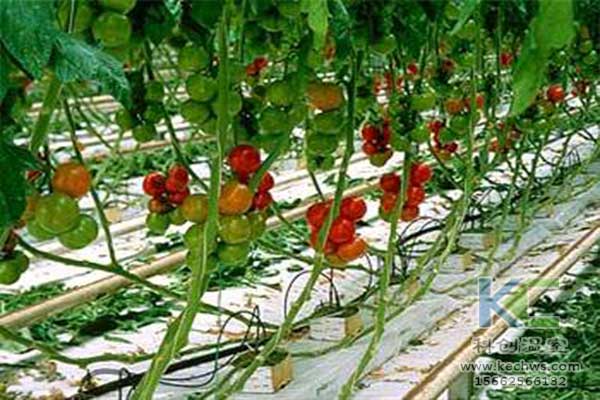 無土栽培，無土栽培技術，無土栽培設備