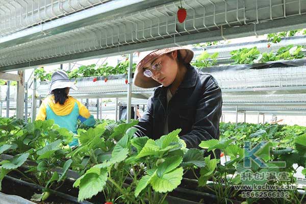 無(wú)土栽培，無(wú)土栽培技術(shù)，無(wú)土栽培設(shè)備