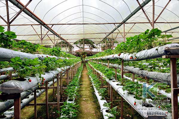 無土栽培，無土栽培技術，無土栽培設備