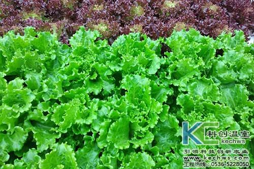 無土栽培，無土栽培技術，無土栽培設備