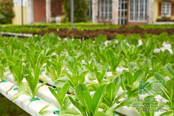 無(wú)土栽培，無(wú)土栽培技術(shù)，無(wú)土栽培設(shè)備