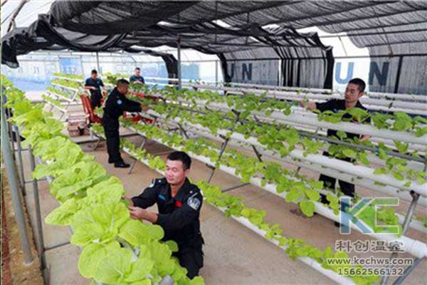 無(wú)土栽培，無(wú)土栽培技術(shù)，無(wú)土栽培設(shè)備