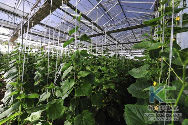 無土栽培，無土栽培技術，無土栽培設備