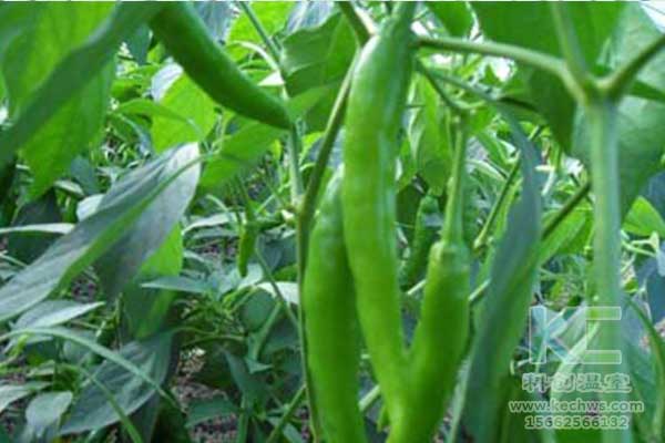 無土栽培，無土栽培技術，無土栽培設備