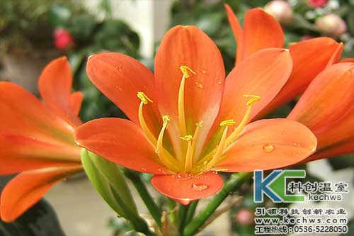 無土栽培,無土栽培技術(shù),無土栽培設(shè)備