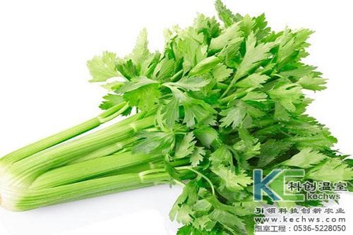 無土栽培，無土栽培技術，無土栽培設備