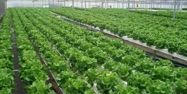 無土栽培，無土栽培技術，無土栽培設備