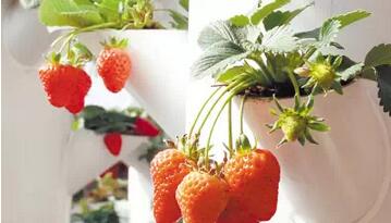 無土栽培，無土栽培技術，無土栽培設備