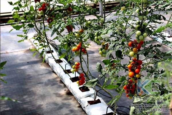 無土栽培，無土栽培技術(shù)，無土栽培設(shè)備