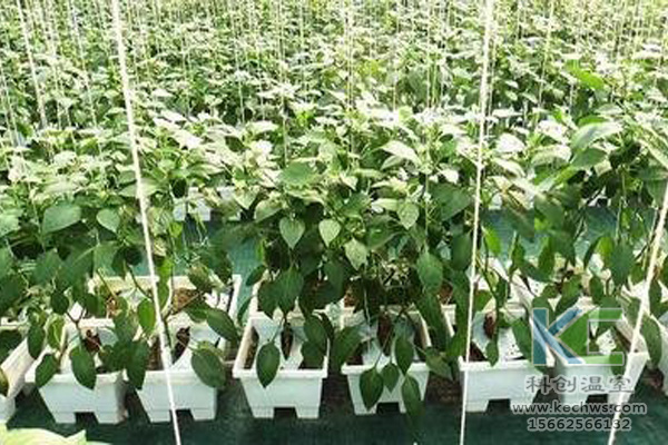 無土栽培技術，休閑農業，無土栽培，溫室大棚