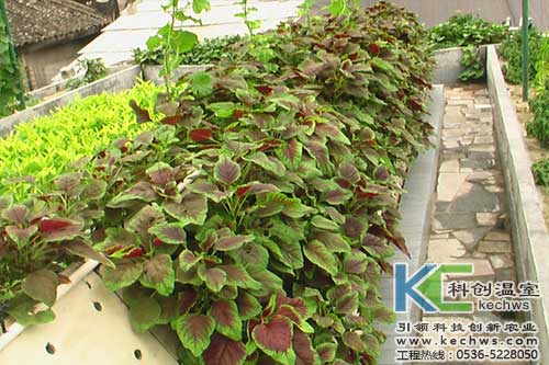 無土栽培，無土栽培技術，無土栽培設備