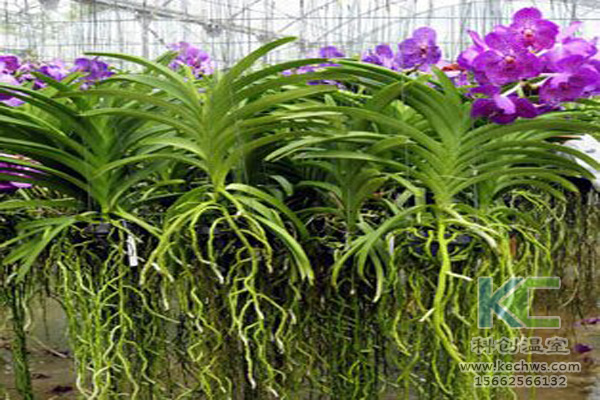 無土栽培，無土栽培技術，無土栽培設備