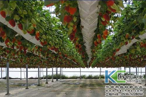 無土栽培，無土栽培技術，無土栽培設備