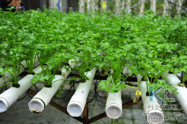 有機生態(tài)型無土栽培，無土栽培技術，無土栽培設備，無土栽培