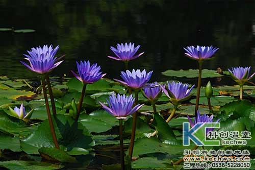 無土栽培,無土栽培技術,無土栽培設備