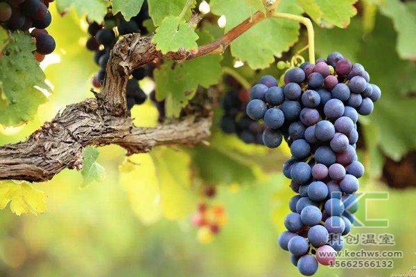 無土栽培，無土栽培技術，無土栽培設備