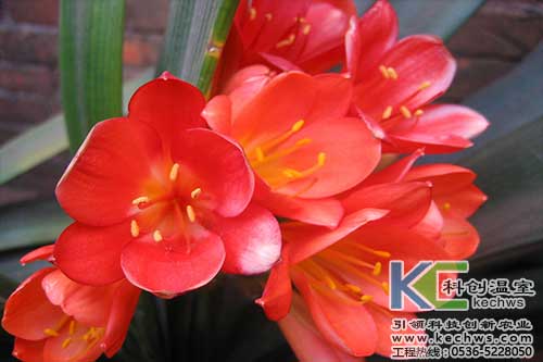 無土栽培,無土栽培技術(shù),無土栽培設(shè)備