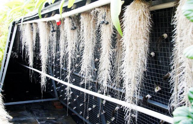 無土栽培,無土栽培技術(shù),無土栽培設(shè)備