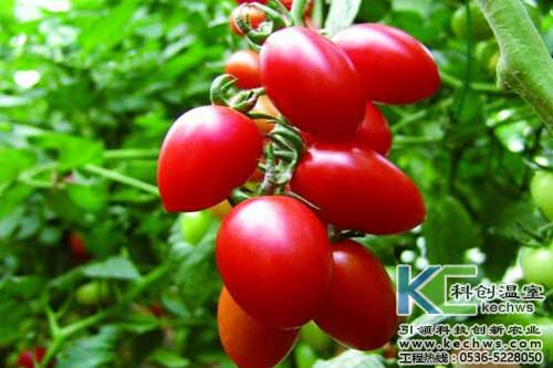 無土栽培，無土栽培技術，無土栽培設備