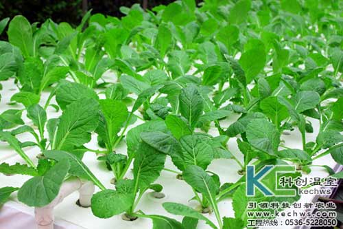 無(wú)土栽培，無(wú)土栽培技術(shù)，無(wú)土栽培設(shè)備