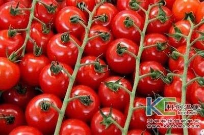 無土栽培技術(shù)，魚菜共生系統(tǒng)，無土栽培，溫室大棚