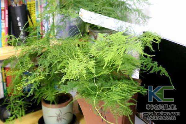 無土栽培，無土栽培技術，無土栽培設備