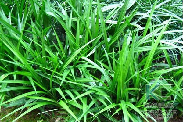 無土栽培，無土栽培技術，無土栽培設備