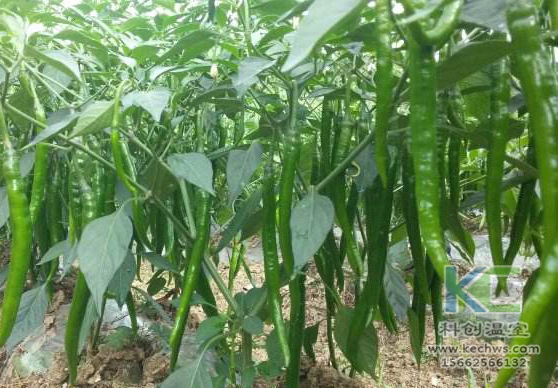 無土栽培，無土栽培技術，無土栽培設備