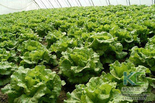 無土栽培，無土栽培技術，無土栽培設備