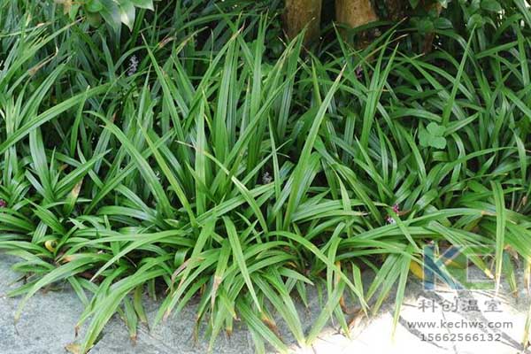 無土栽培，無土栽培技術，無土栽培設備