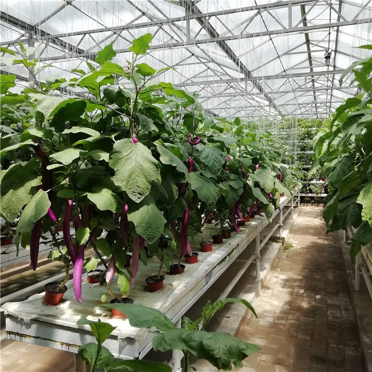 無土栽培,無土栽培技術,無土栽培設備