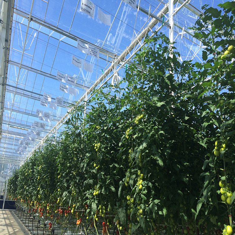 無土栽培，無土栽培技術(shù)，無土栽培設(shè)備